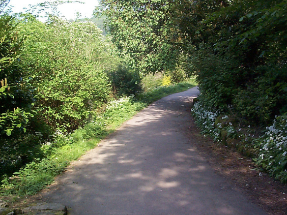 Image of a dark country lane